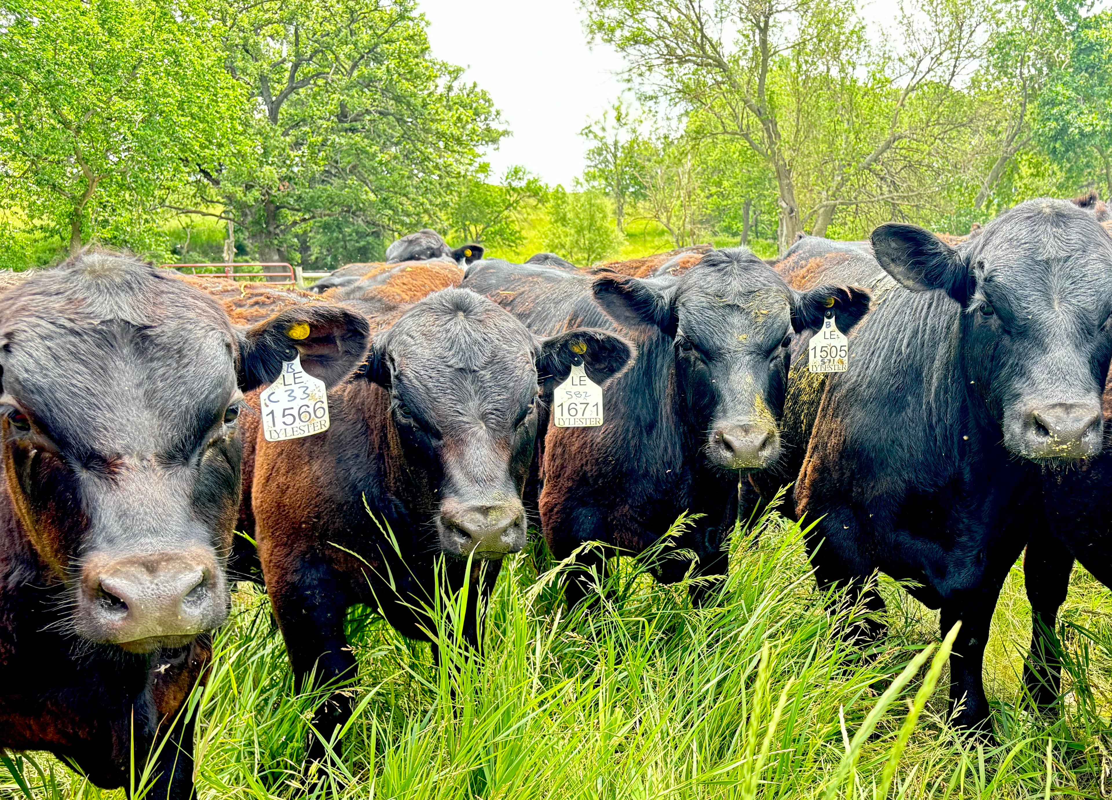 Rancher’s Choice Box