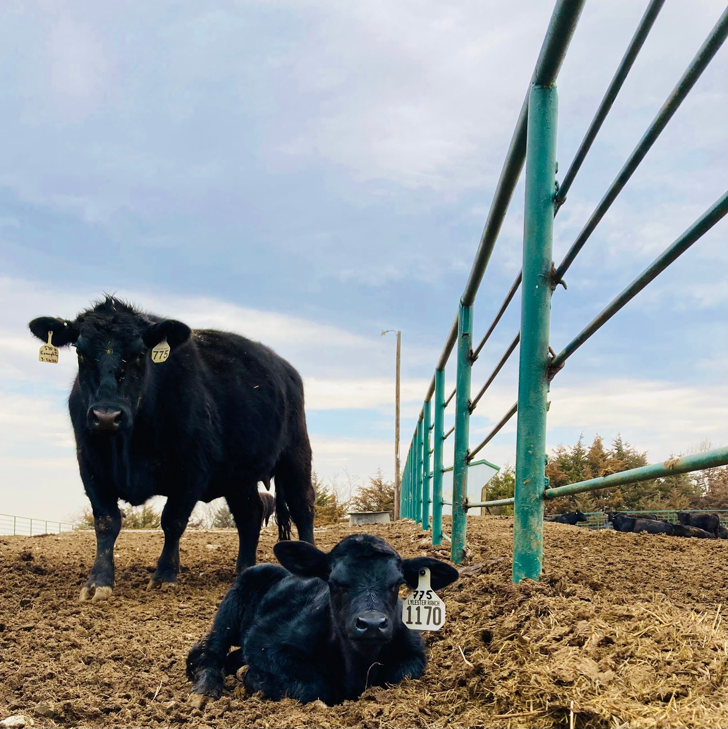 Lylester Reserve Box